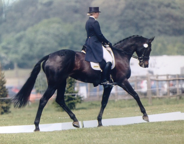 Dressage