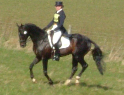 Dressage Burnham Market