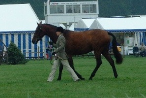 On Springs Potential Young Event Horse Bramham 2002