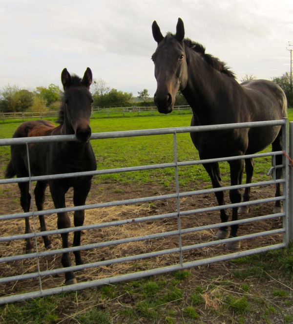 On a Winner and her dam, ISHD On a Promise - October 2012