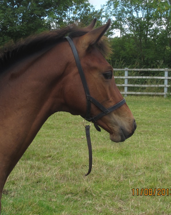 Headshot 11 August 2013