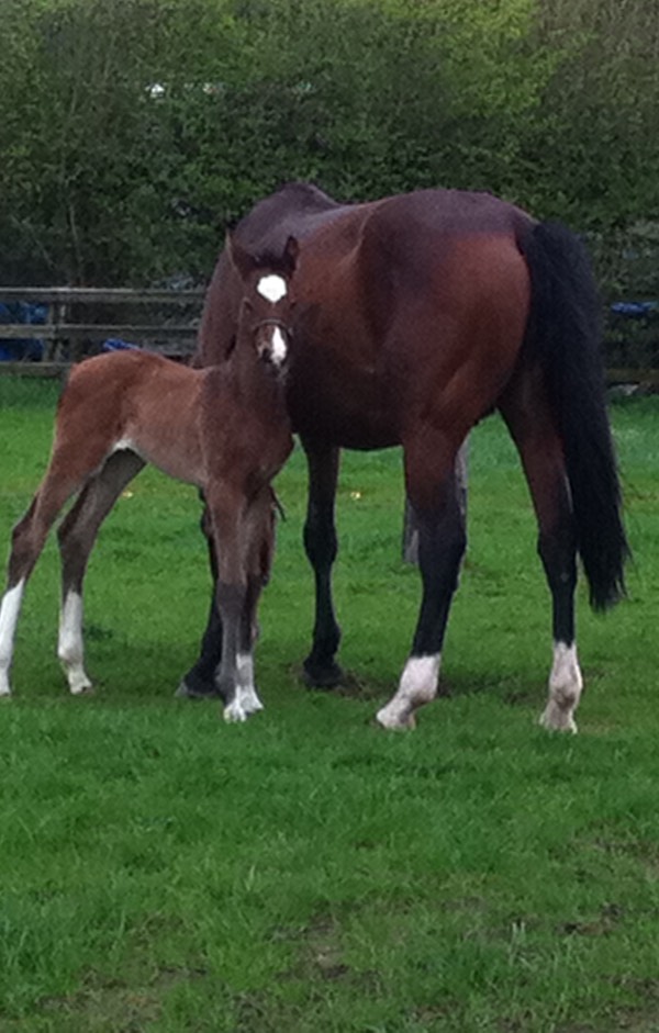 On Luxe - 13 days old