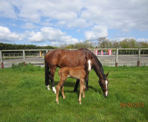 On Safari, 6 May 2012