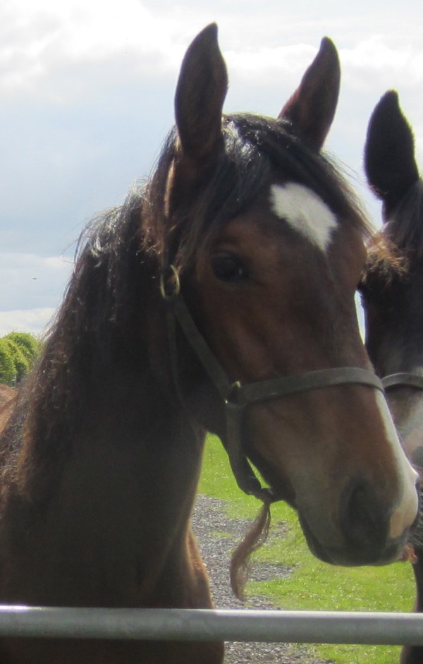 On Luxe Head Shot - Yearling