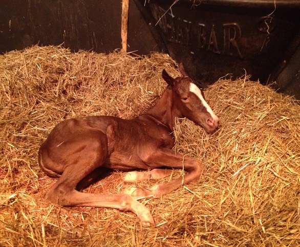 On Safari, Just Born