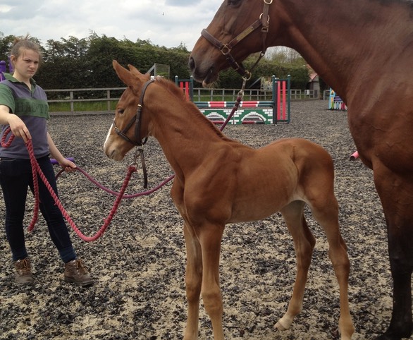 4 Days Old, with Mum, On High