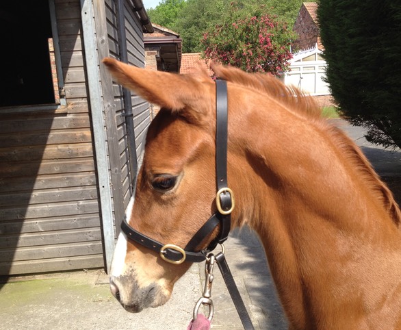 Head shot, 29 May 2012