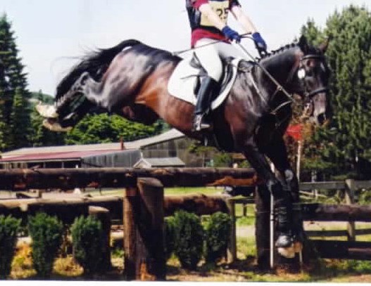 Houghall First Horse Trial