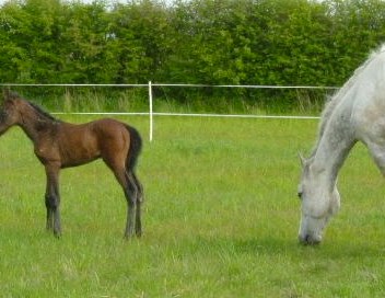 Filly Foal By On Air out of ID Sport Horse Mare
